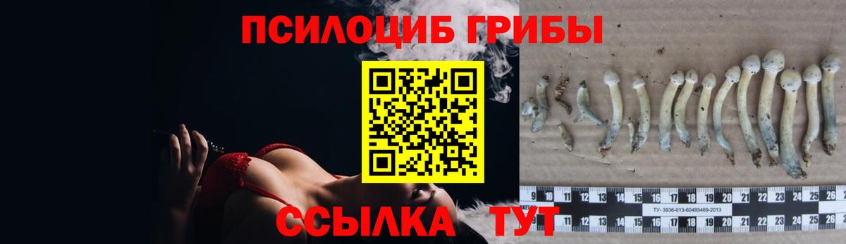 Фрязино  Галлюциногенные грибы Psilocybine cubensis  Вход с VPN 